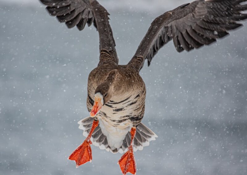 Image of a bird landing.