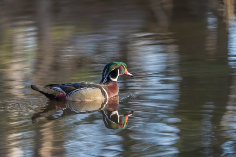 Image of a duck.