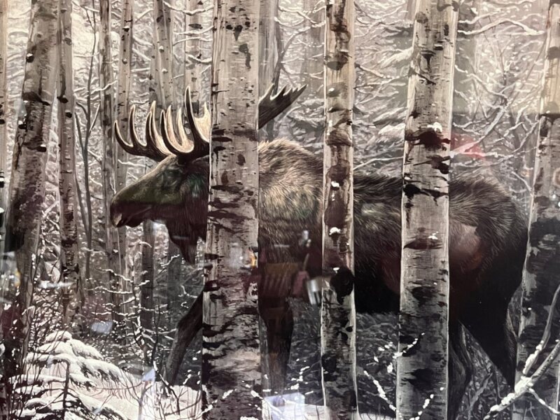 Image of a moose.